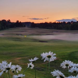 Daisies on golf course