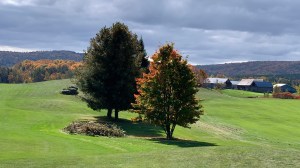 trees on golf course