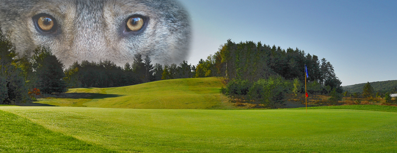 Homestead golf course with façade of wolf in foreground